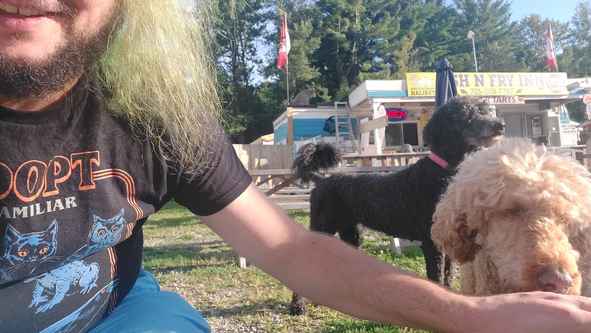 A man with green hair and a beard is out of frame, a black standard poodle stands at attention, partially obscured by a golden standard poodle